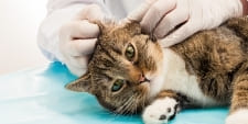 bkh-katzenpflege-ohren Britisch Kurzhaar, BKH Katzenohrenpflege