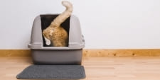 bkh-katzentoilette Britisch Kurzhaar, BKH Katzentoilette
