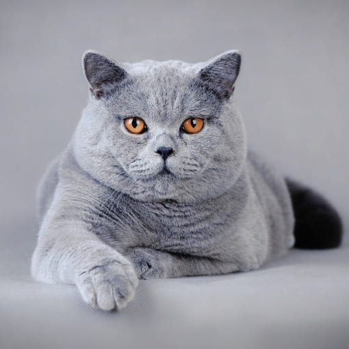 britisch-kurzhaar-charakter-und-wesen Britisch Kurzhaar Katzen Chraakter