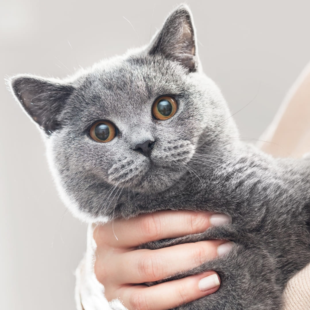 Britisch Kurzhaar Katze Charakter