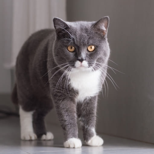 britisch-kurzhaar-katze-info Britisch Kurzhaar Katze Info
