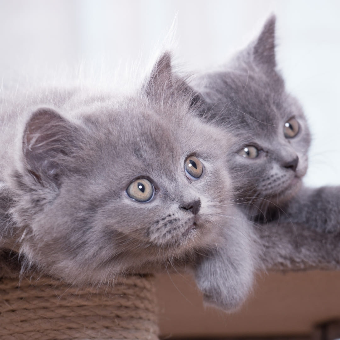 Britisch Kurzhaar Katze Leitfaden für Anfänger