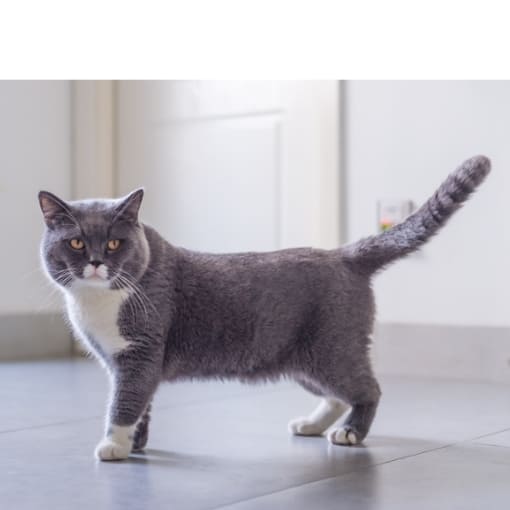 info-britisch-kurzhaar-katze Info Britisch Kurzhaar Katze