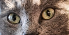 katzenaugen-pflege Pflege für Katzenaugen. Katzenpflege