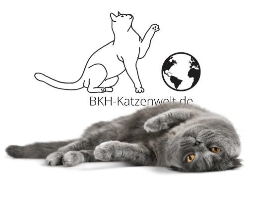 Britisch Kurzhaar Katzenwelt Infoseite